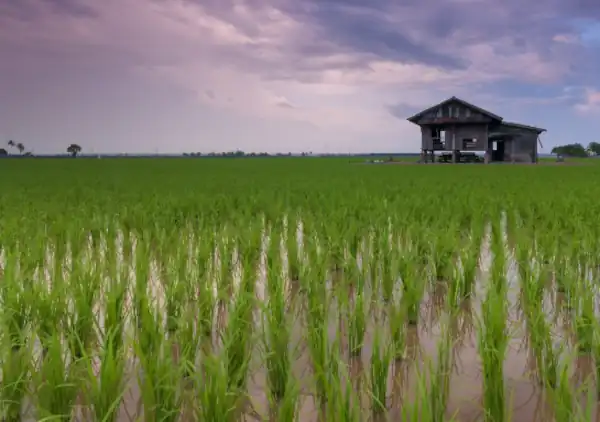 puisi tentang sawah